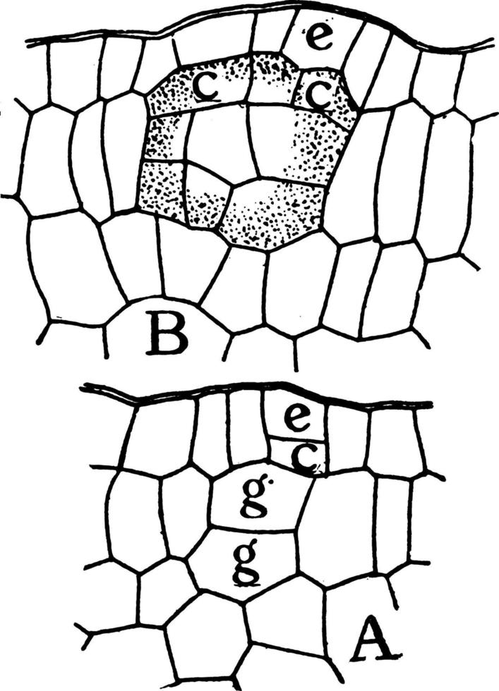 D. Fraxinella Gland Formation vintage illustration. vector