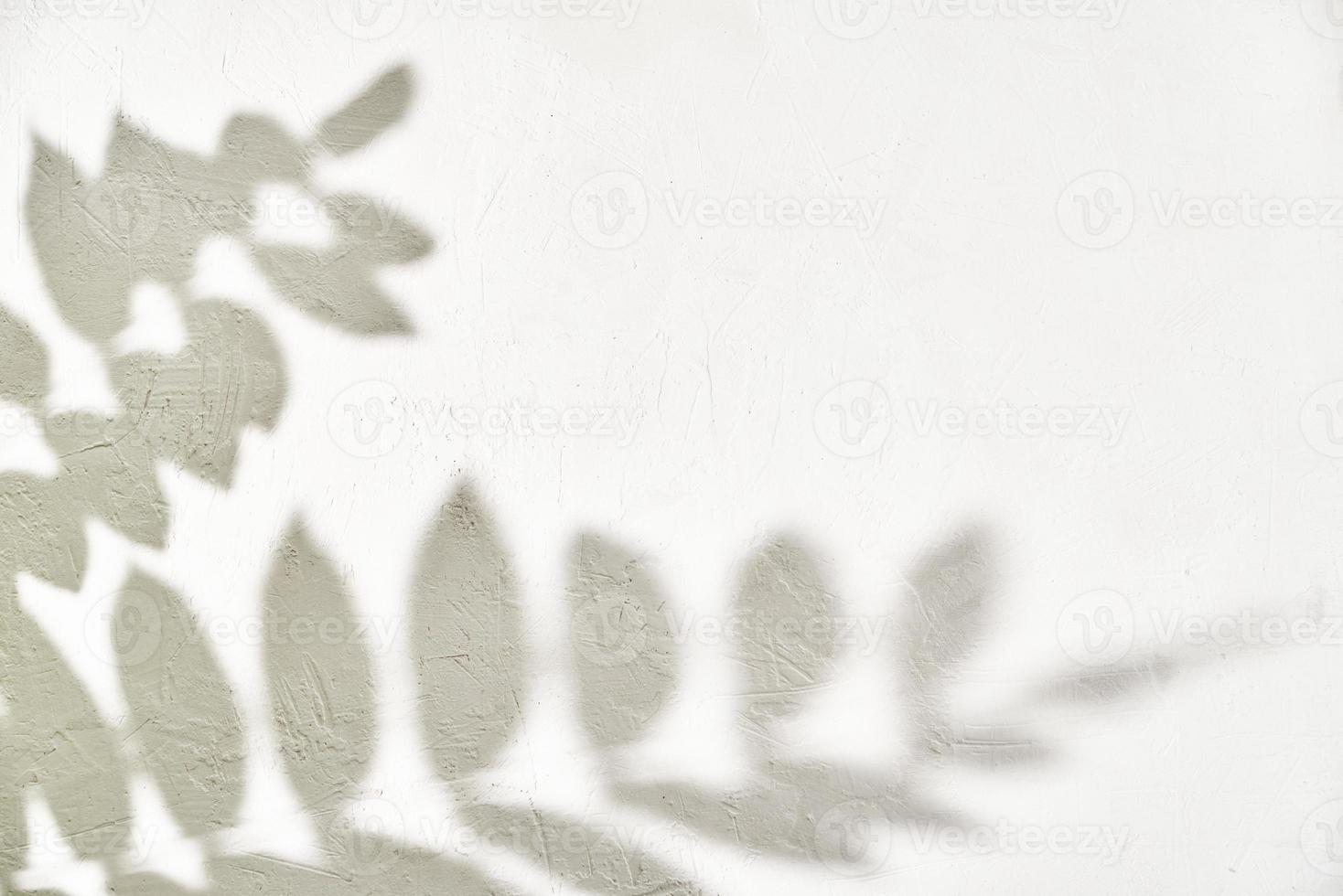 Leaf shadow on white background. Creative abstract background photo