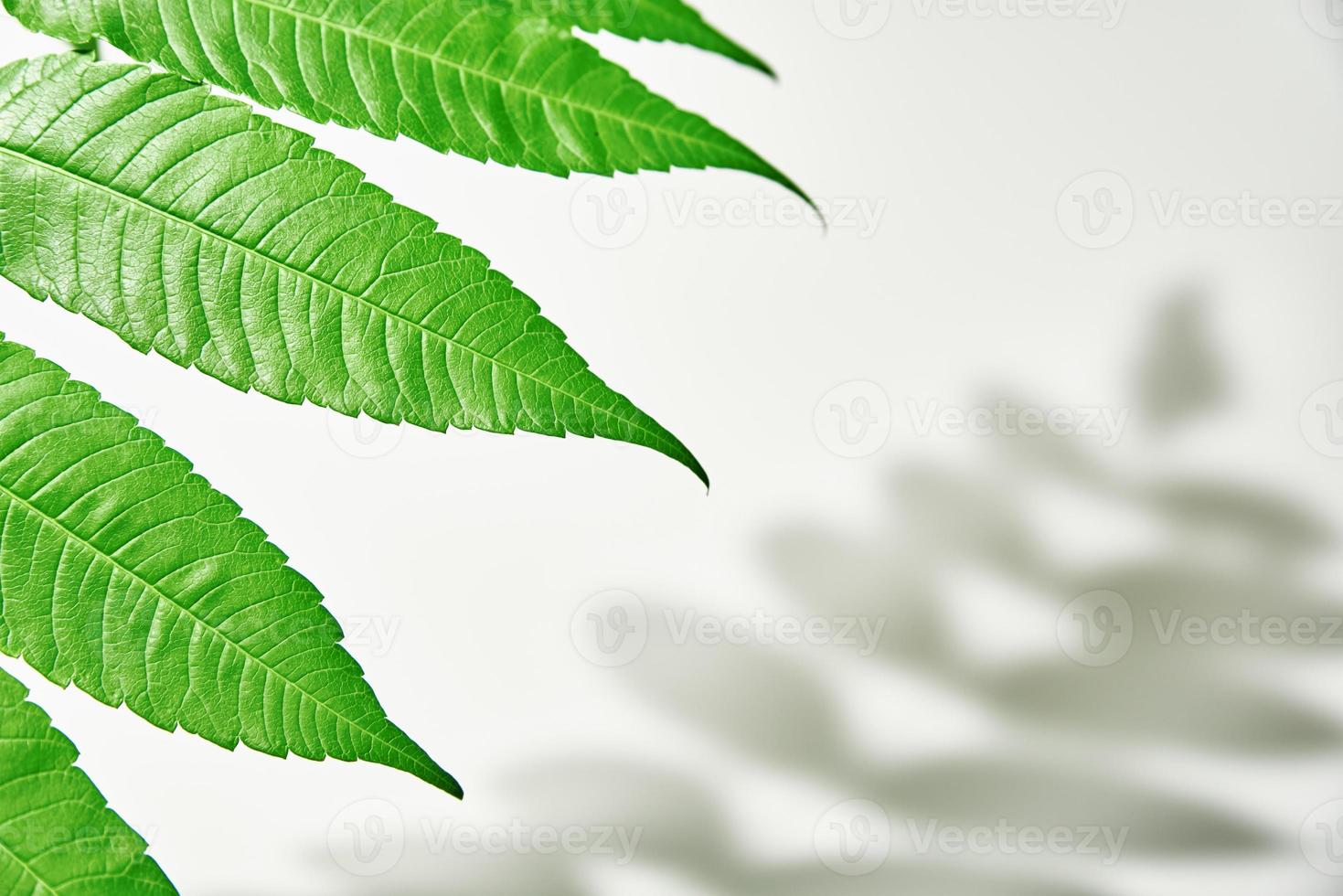 Leaf shadow and green plant on white background. Creative abstract background photo