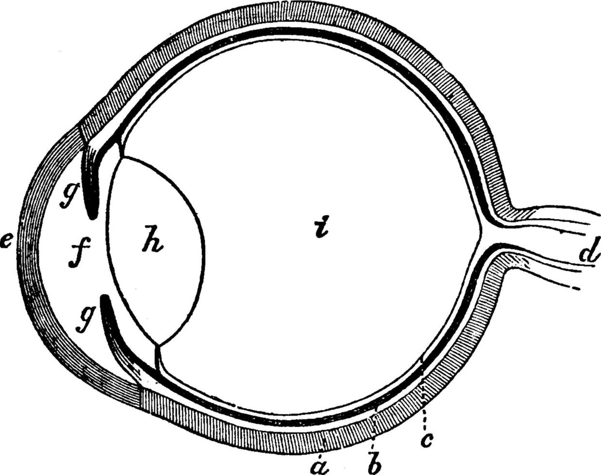 ojo humano, ilustración antigua. vector