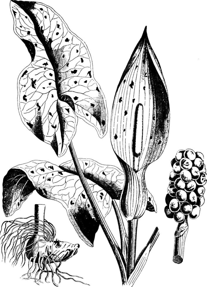 Cuckoo Pint, vintage illustration. vector