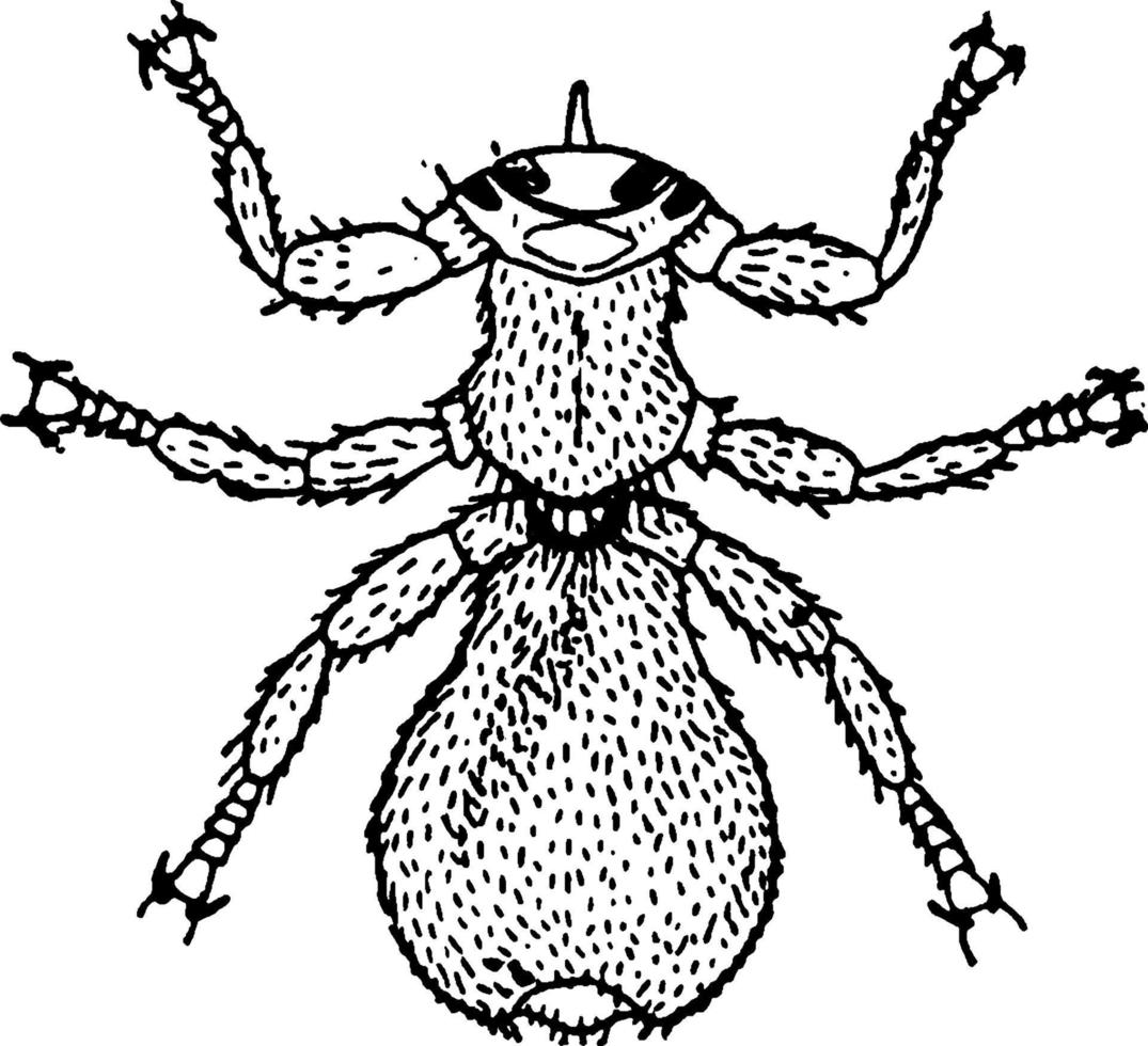 Sheep Louse, vintage illustration. vector