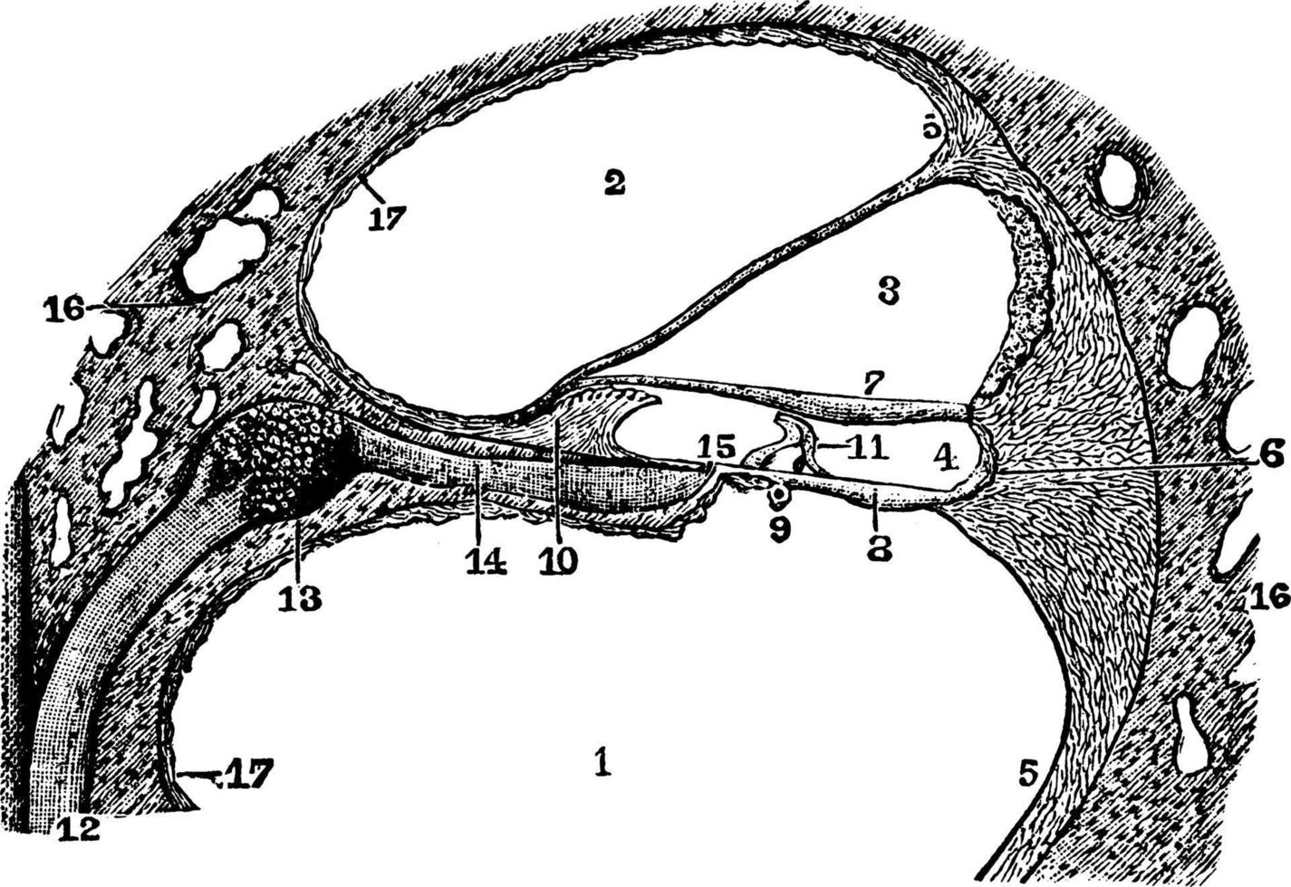 The Utricle and Saccule, vintage illustration. vector