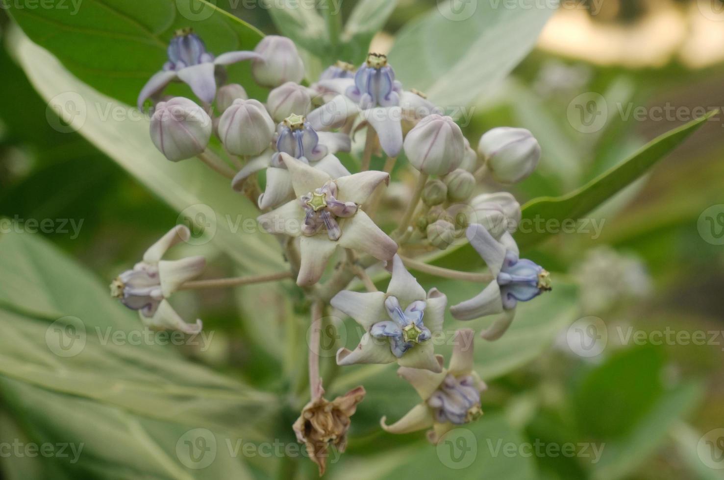 Blooming Crown Flower, Giant Milkweed, Calotropis gigantea, Giant Calotrope Flower photo