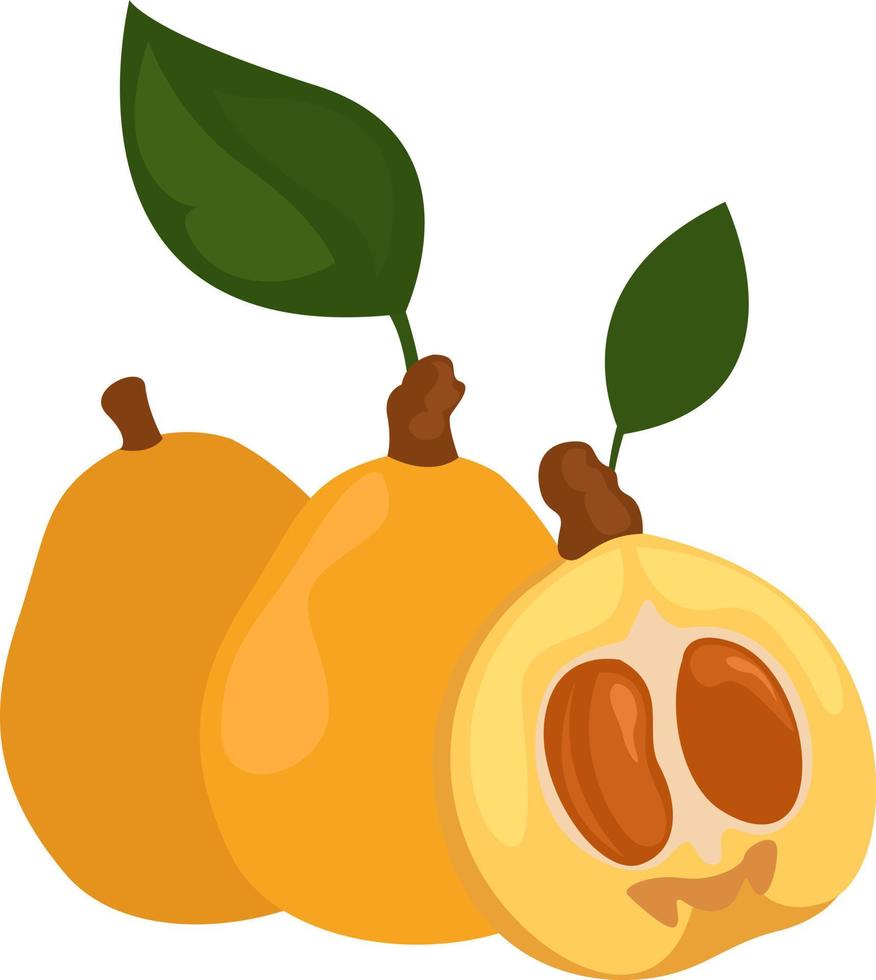 fruta naranja, ilustración, vector sobre fondo blanco