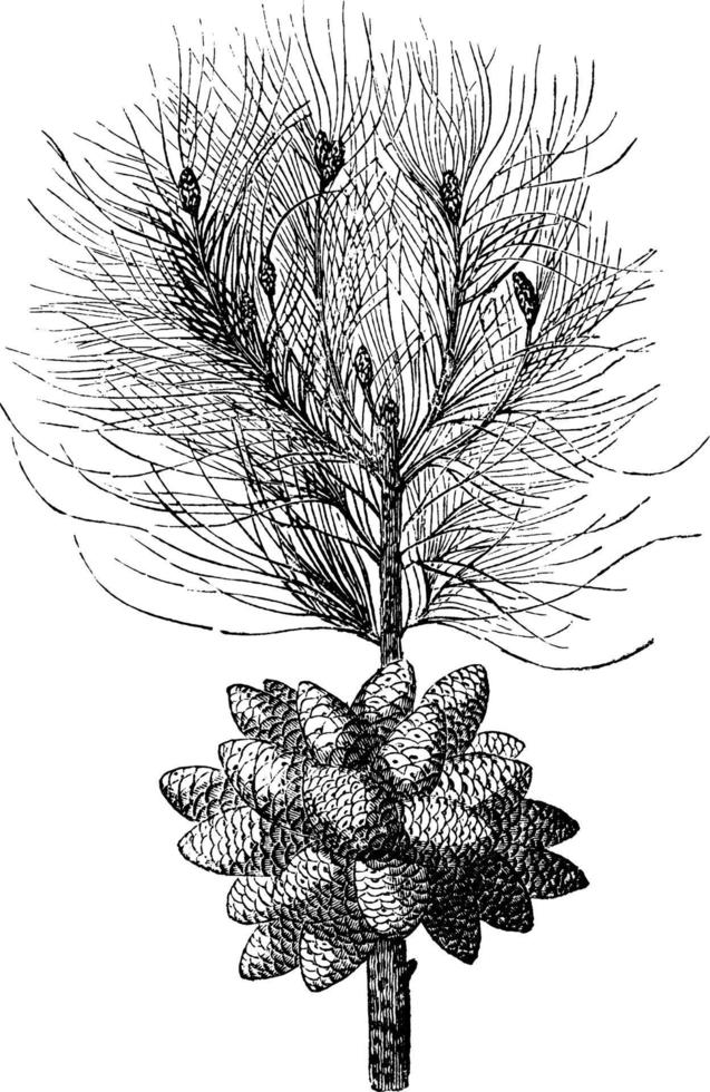 Turkish Pine vintage illustration. vector