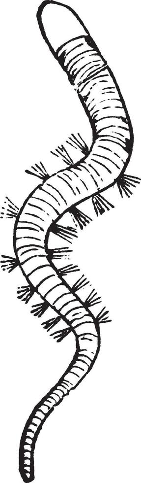 Worms, vintage illustration. vector