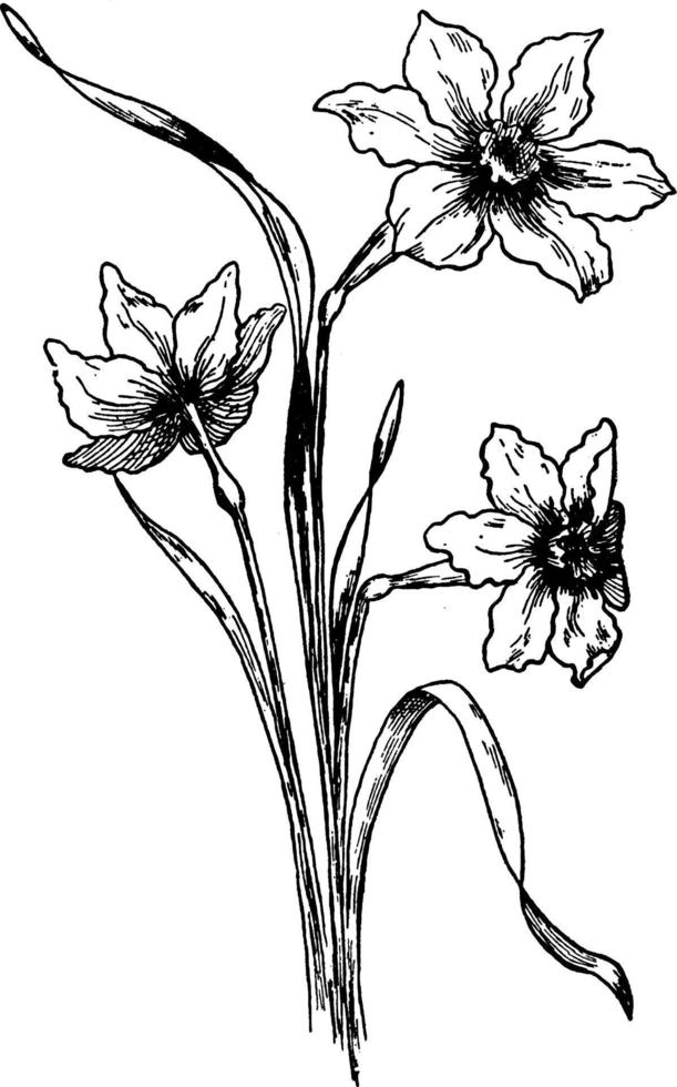 Jonquils vintage illustration. vector