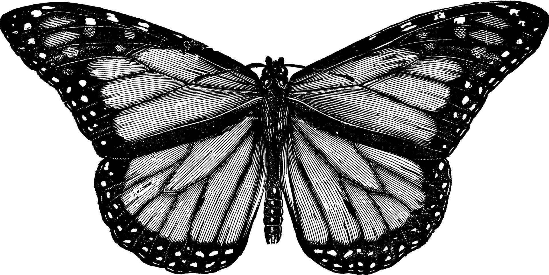 mariposa o mariposa de hierba de leche o danais archippus, ilustración vintage. vector