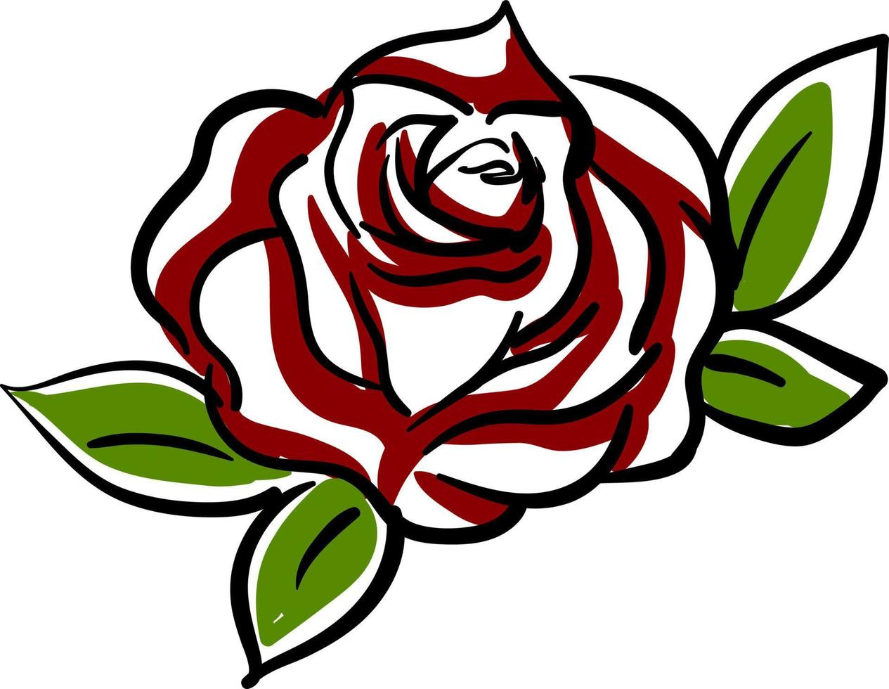 Red rose drawing, illustration, vector on white background.