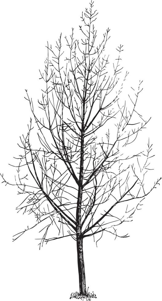 Carolina Poplar Not Pruned Since Setting Out, vintage illustration. vector