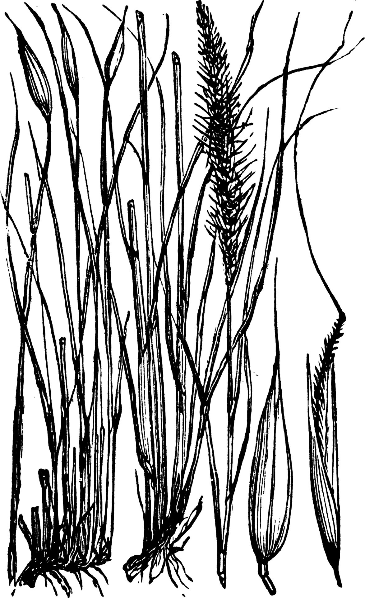 Esparto Grass vintage illustration. 13766260 Vector Art at Vecteezy