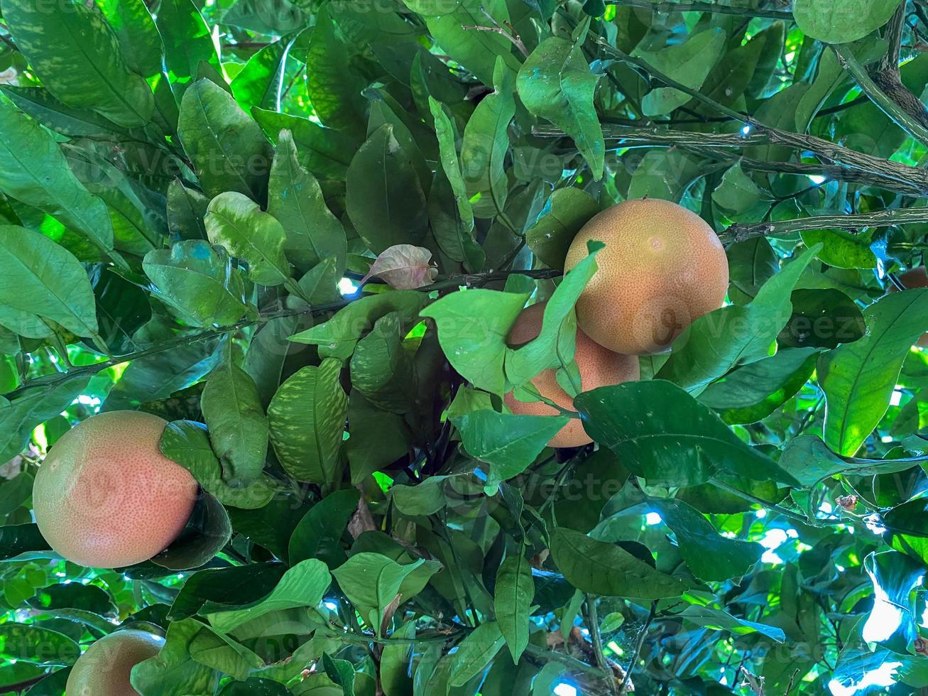 Yellow natural heavenly beautiful delicious round orange, citrus, tangerine or grapefruit on a tree branch in a warm tropical country, resort photo