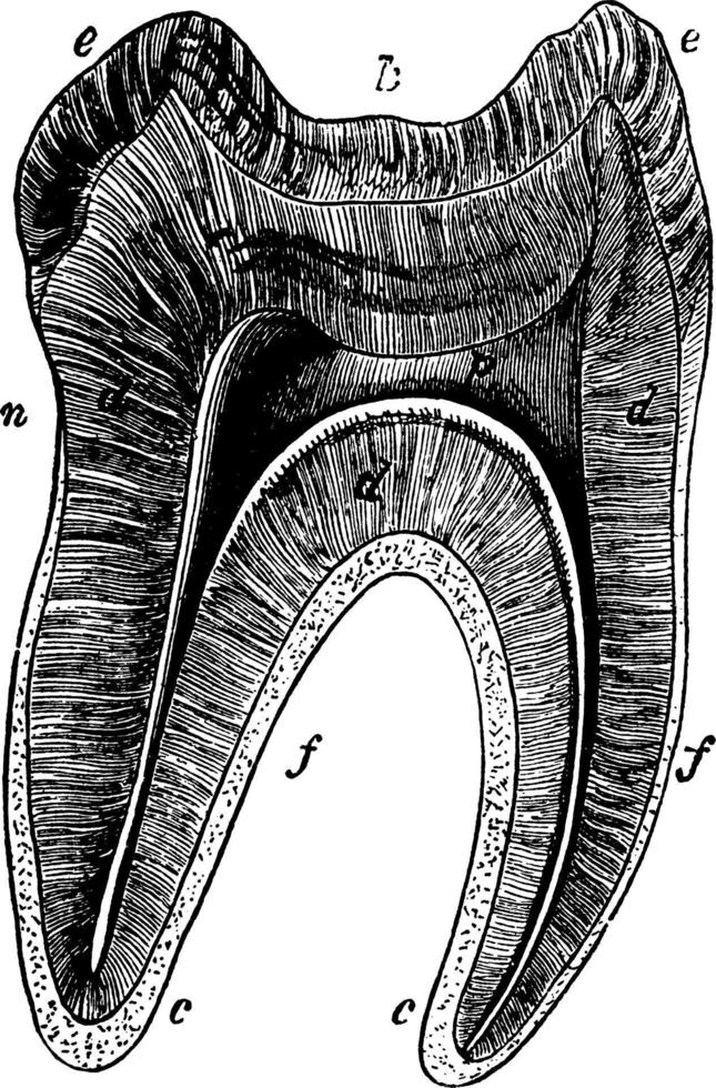 diente molar, ilustración vintage. vector