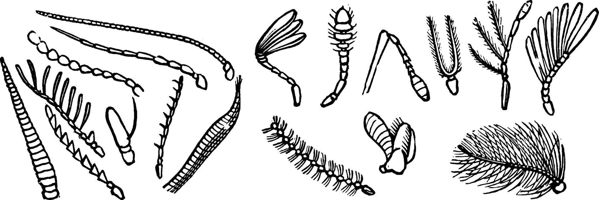 Various Antennae, vintage illustration. vector
