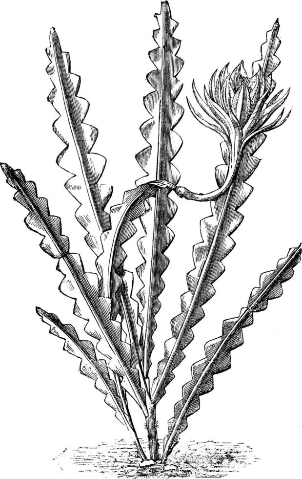 ilustración vintage de phyllocactus anguliger. vector