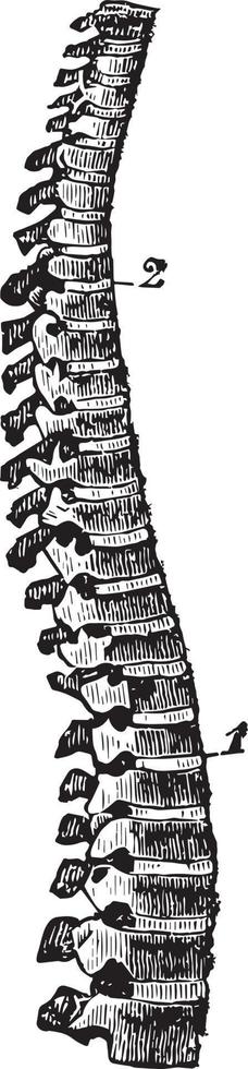 Spinal Divisions, vintage illustration. vector