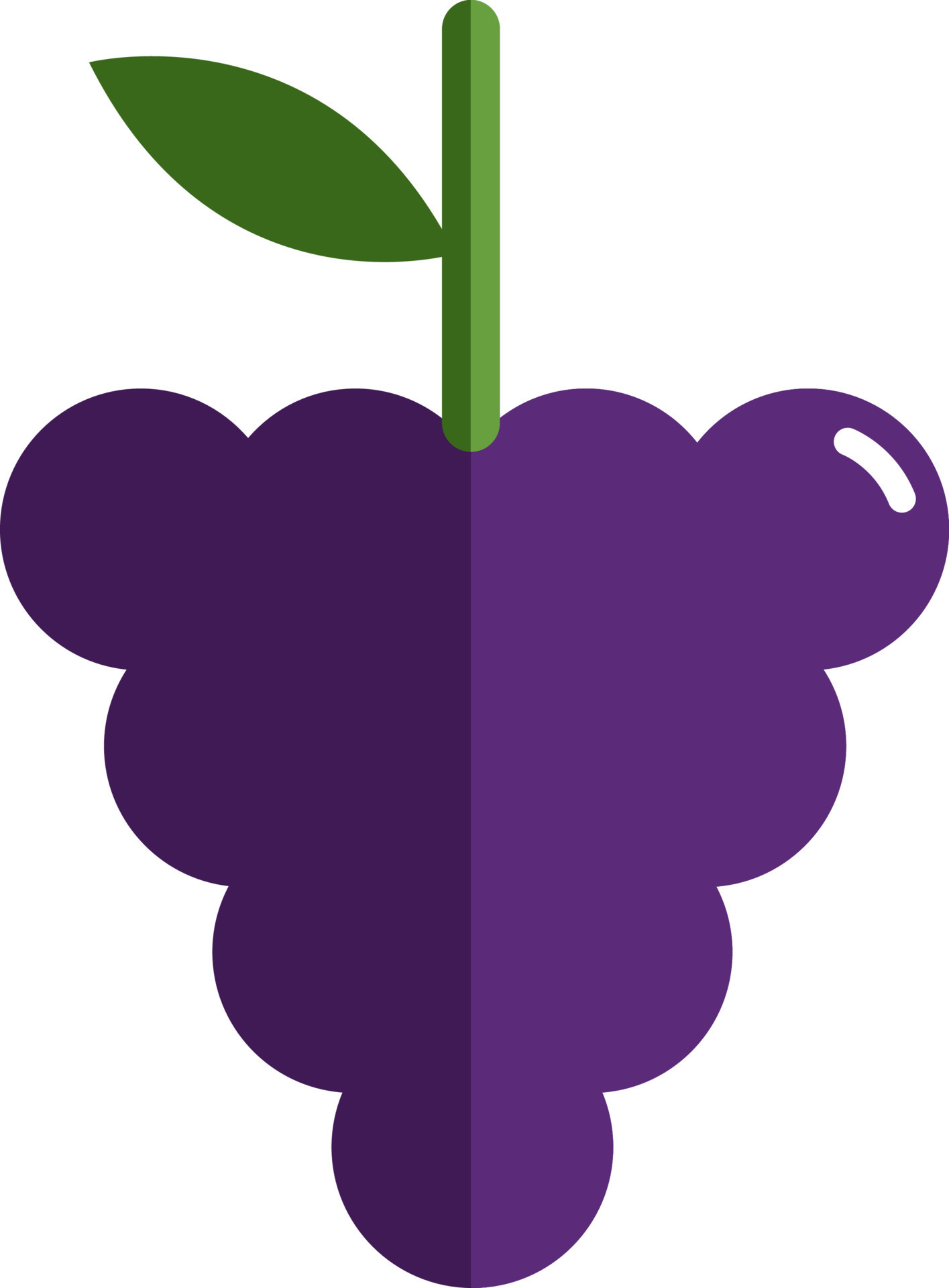 Purple grapes, illustration, vector on white background. 13767047