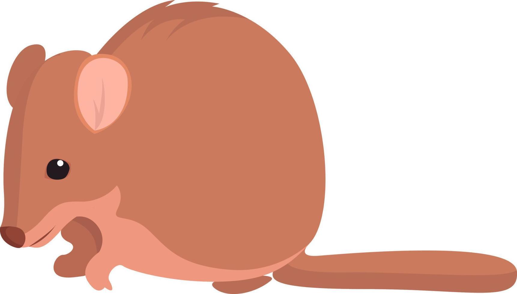 Bettong animal , illustration, vector on white background