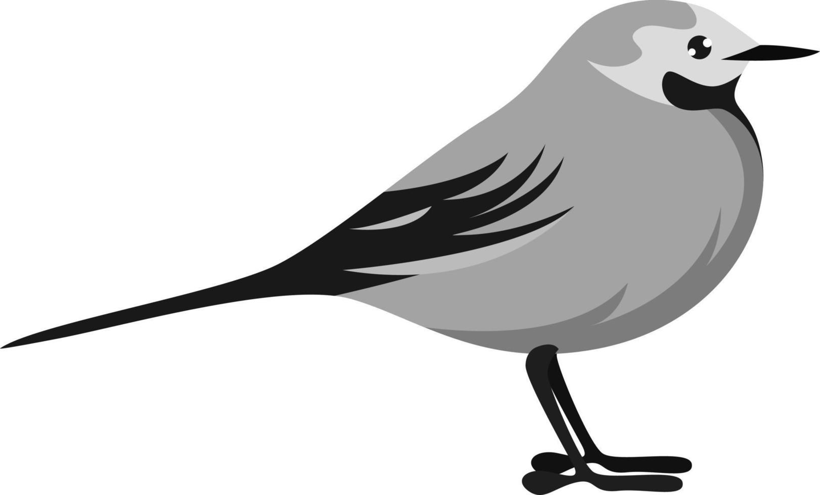 White wagtail, illustration, vector on white background