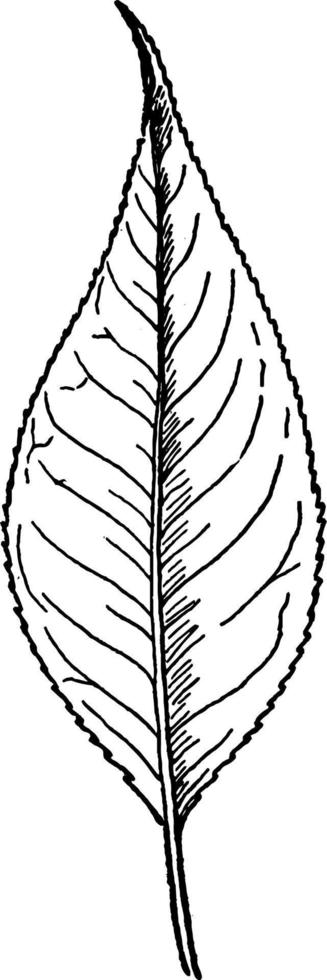 ilustración vintage de hoja de sauce de hoja de almendro. vector
