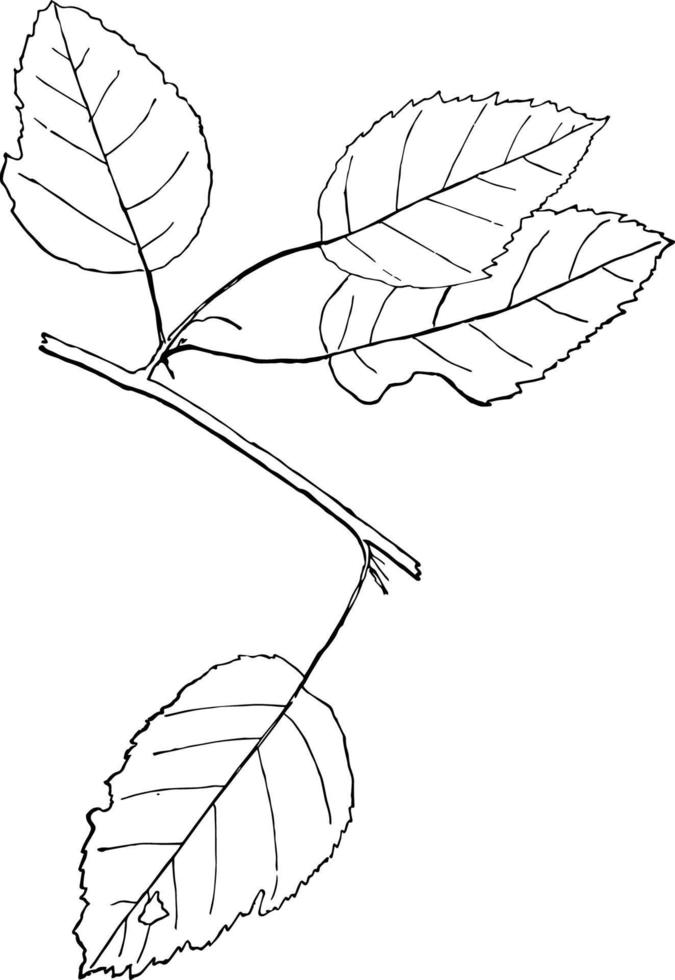 género pyrus l. manzana, mt. ilustración vintage de ceniza. vector