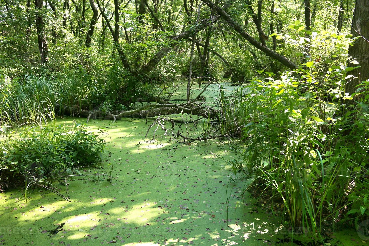 Lush green swamp and tropical forest scene. photo