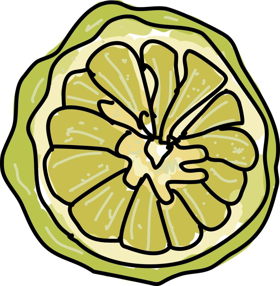 Kaffir lime, illustration, vector on white background.