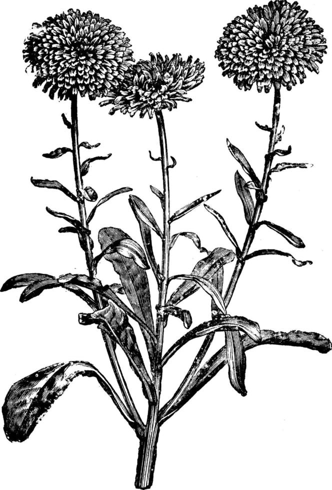 flores de caléndula officinalis ilustración vintage. vector