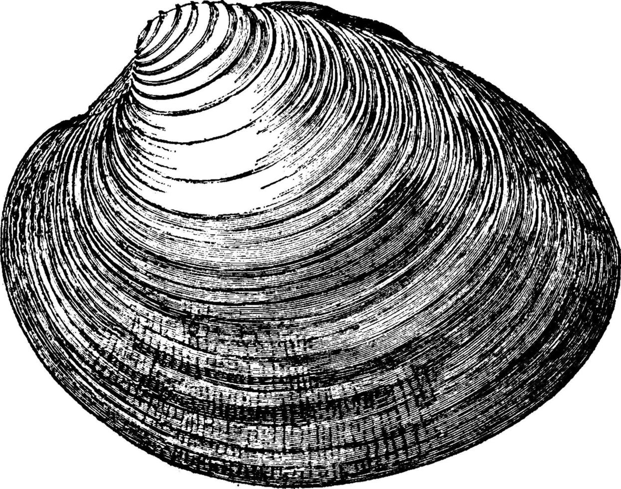 Clam, vintage illustration. vector