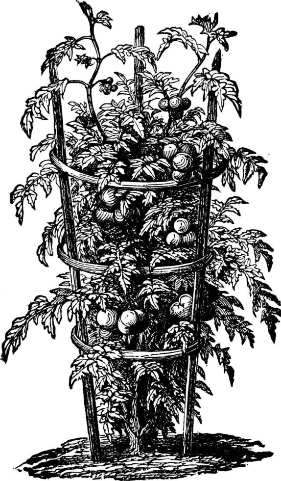 ilustración vintage de tomate entrenado en aro. vector