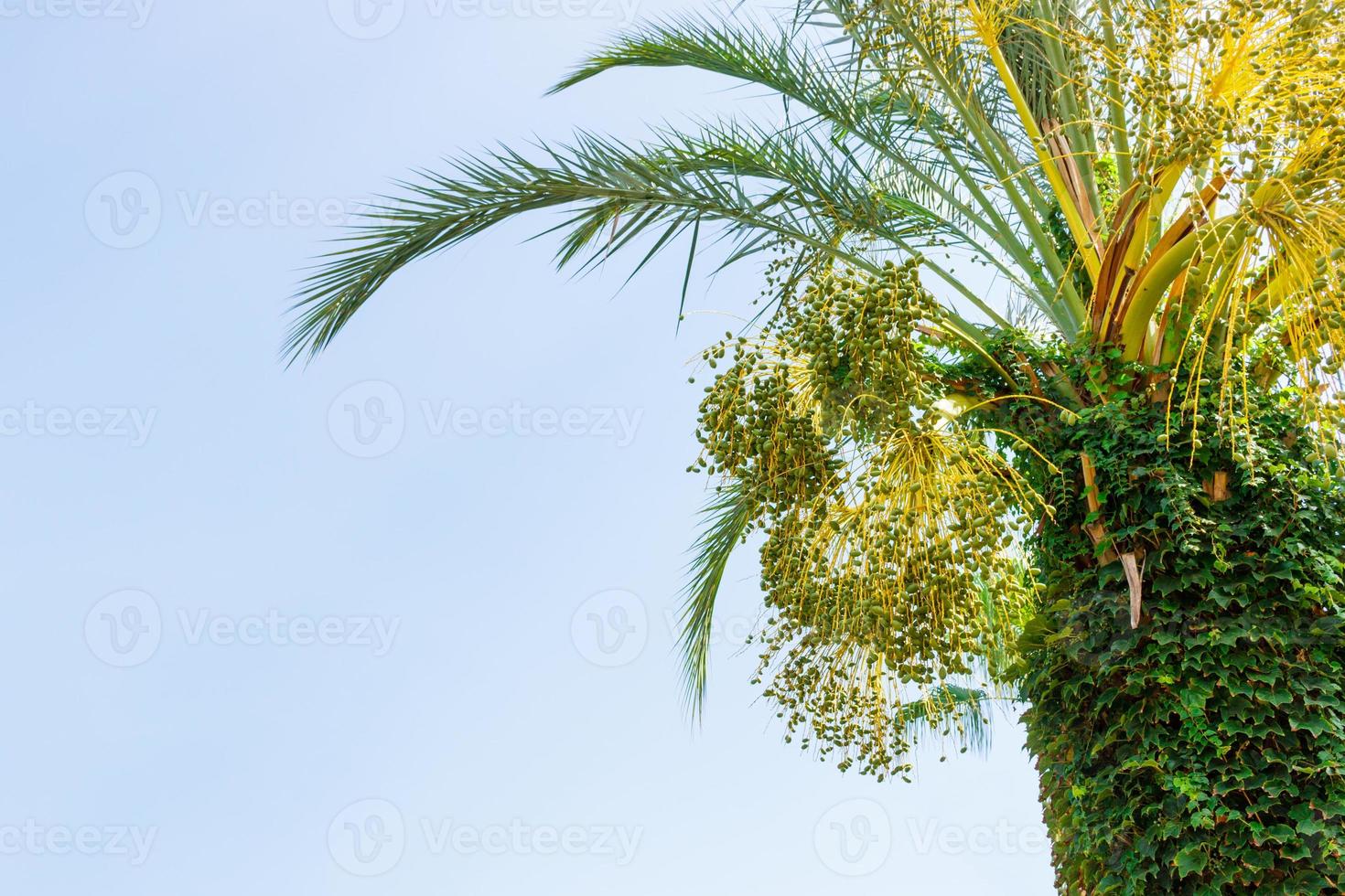 Green young Dates on a palm tree against blue sky. close up photo