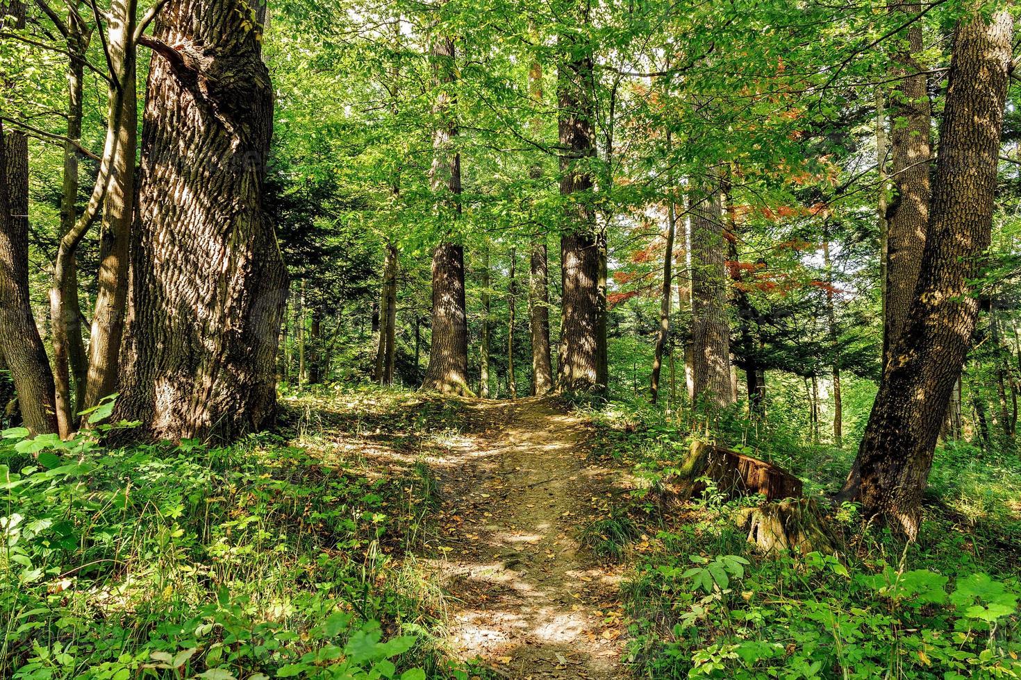 Path Road Way Pathway On Sunny Day In Summer Sunny Forest at Sunset or Sunrise. Nature Woods in Sunlight photo