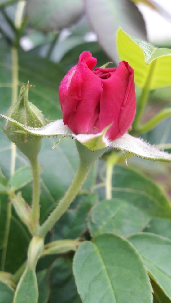 a rose bud photo