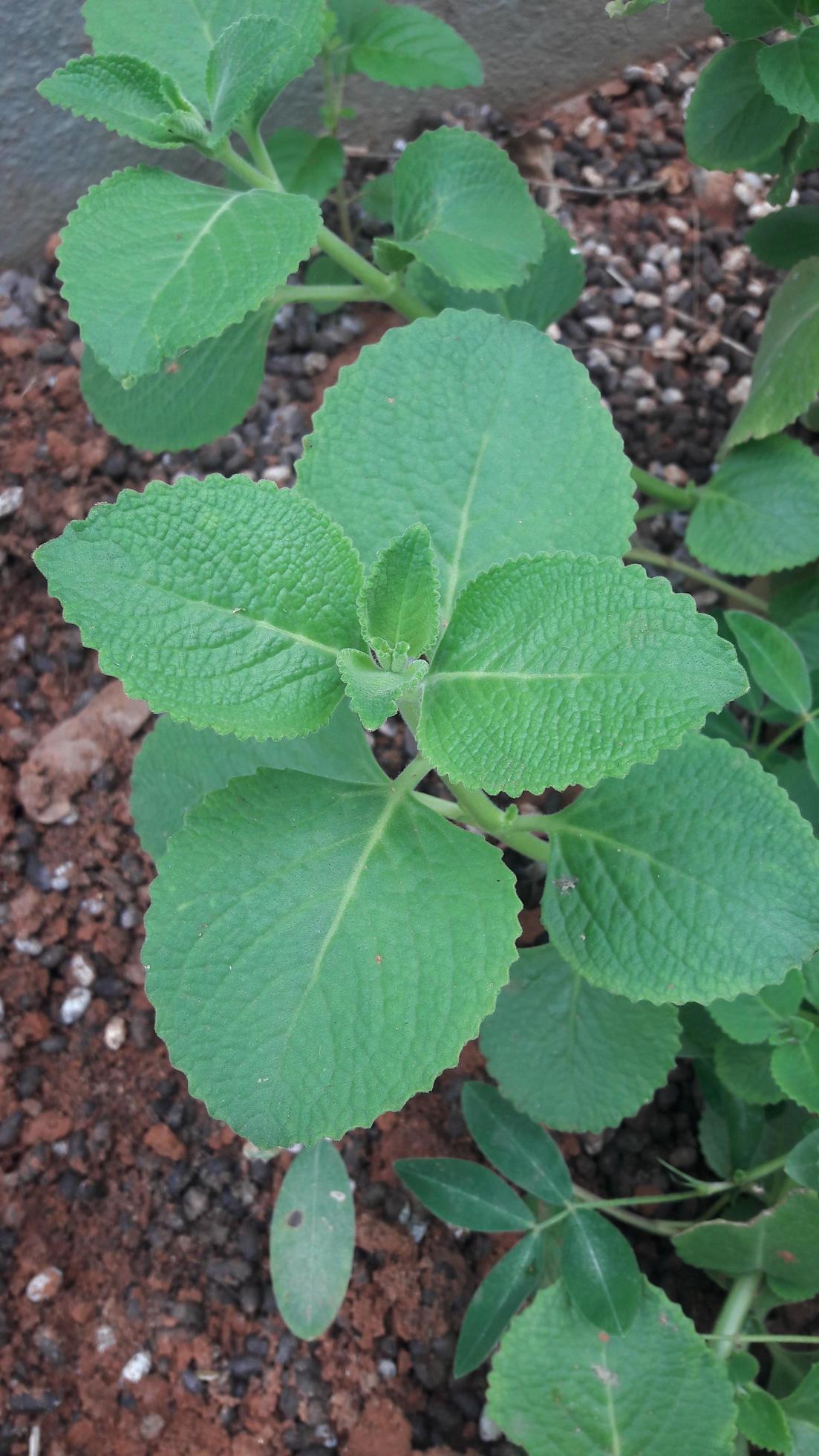 Buy Mexican Mint Plant