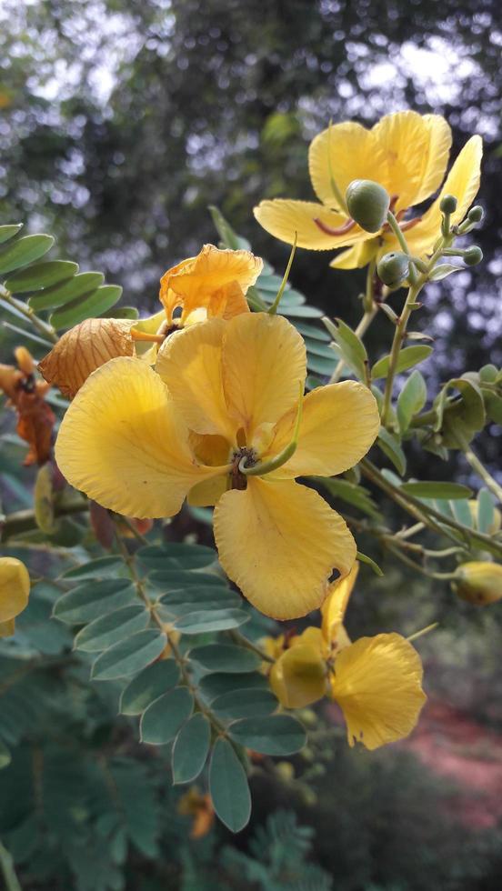 a flower in the garden photo