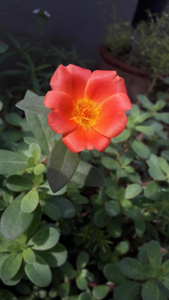 a flower in the garden photo