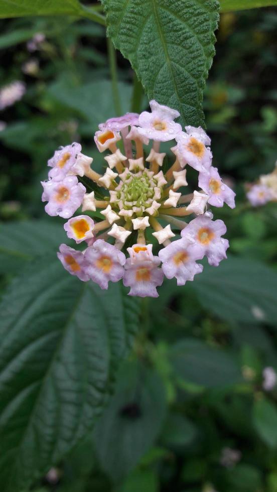a flower in the garden photo