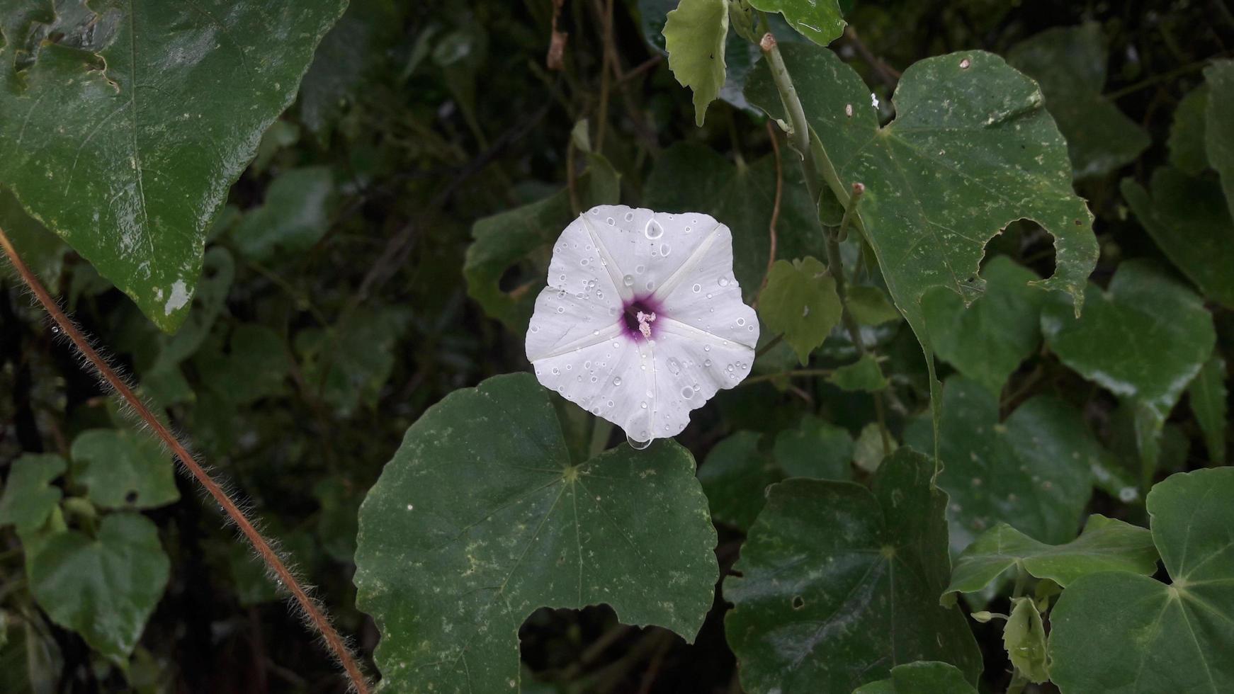 a flower in the garden photo