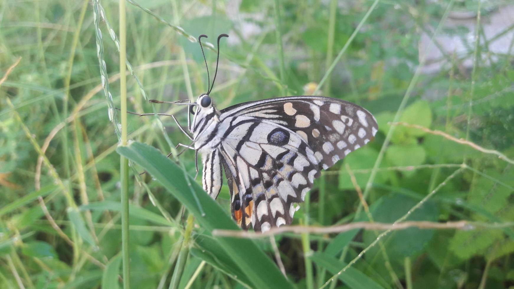 a butterfly on a plant photo