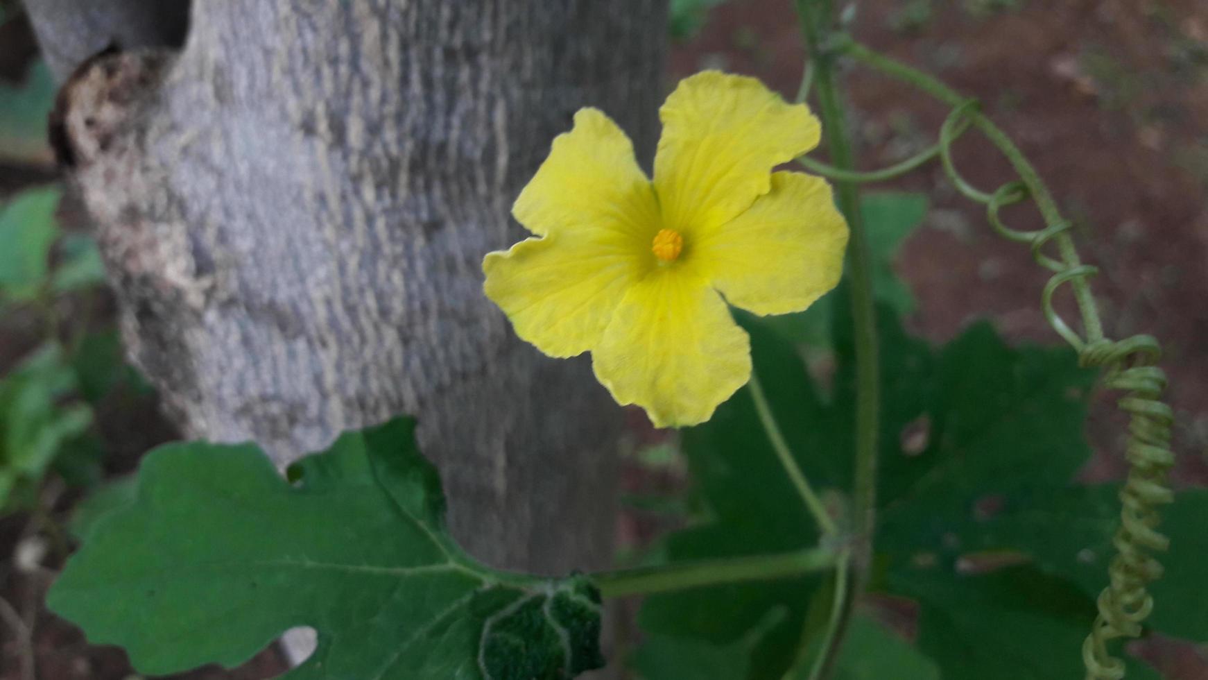 a flower in the garden photo