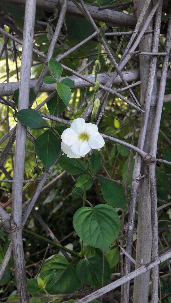 wild flower on a fence photo