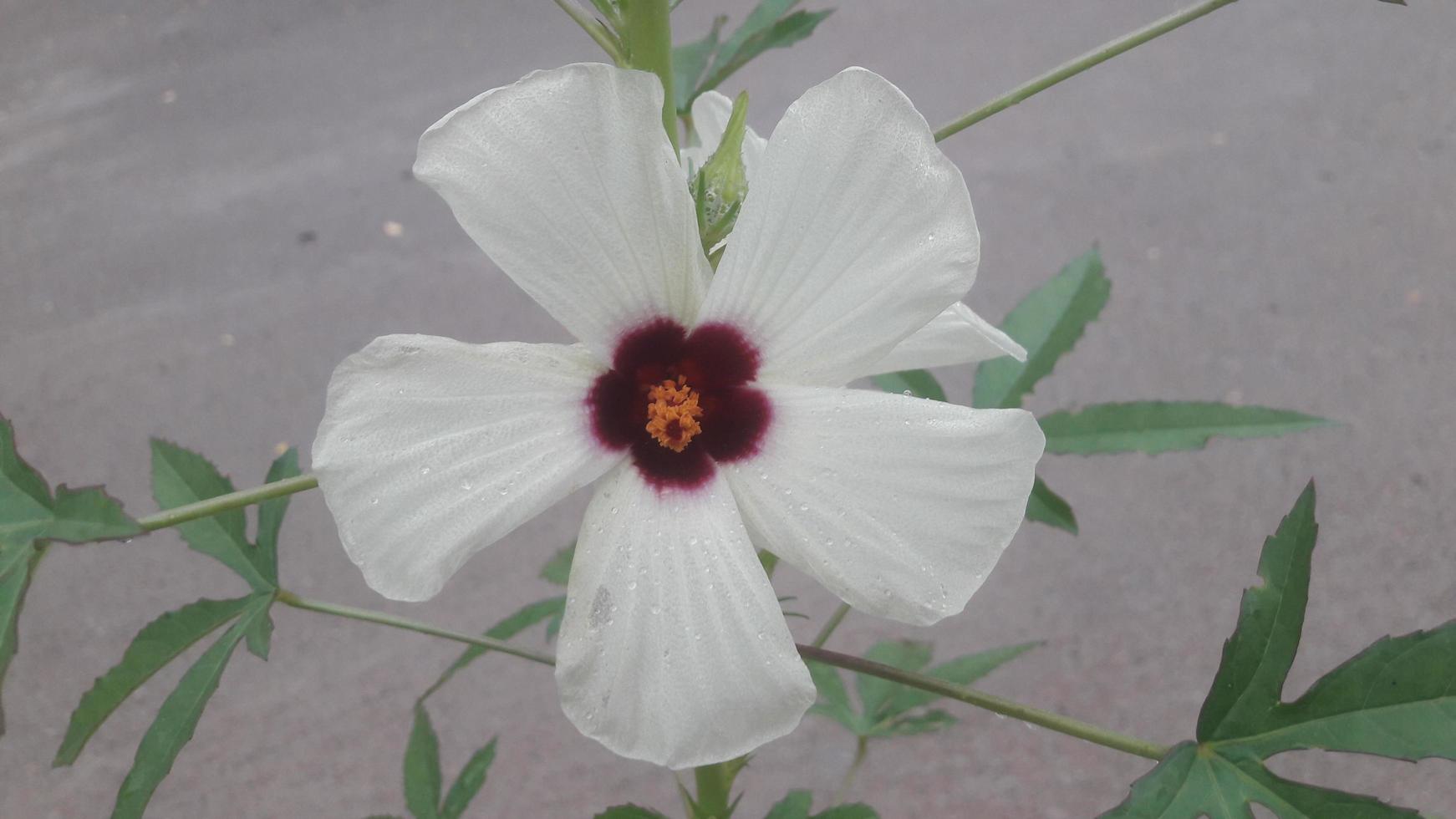 a flower in the garden photo