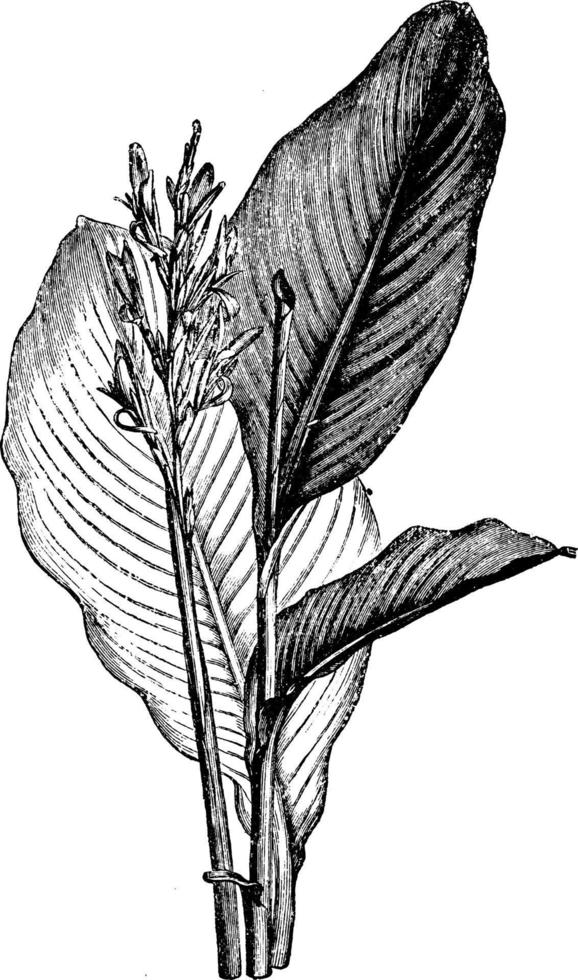 Flowers and Leaves of Canna Indica vintage illustration. vector