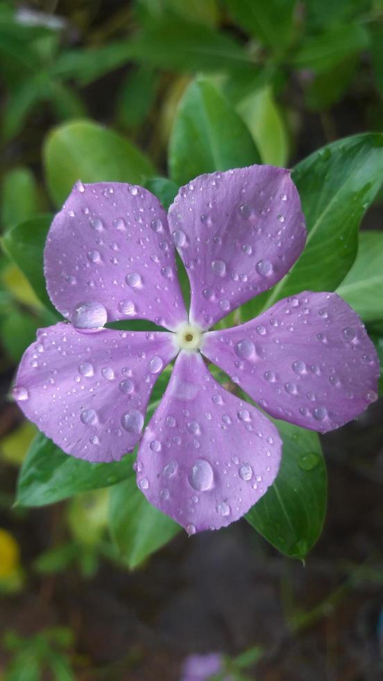 flor de bígaro de madagascar en una planta foto