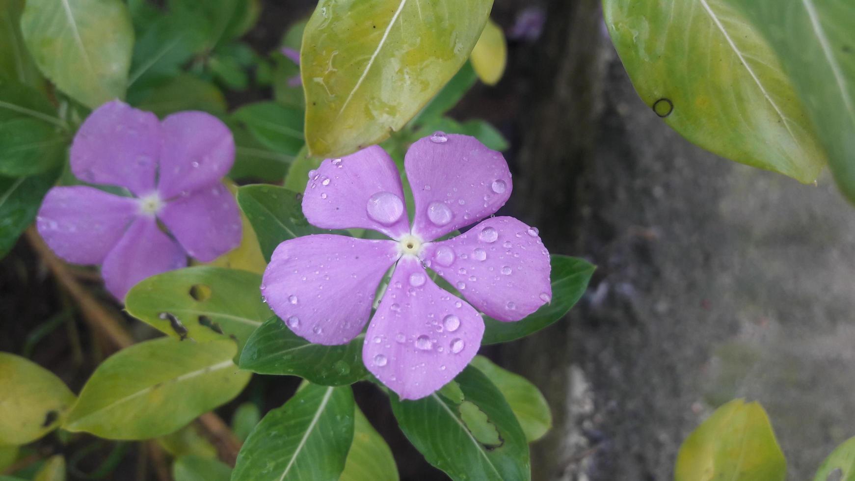 madagascar periwinkle flower on a plant photo
