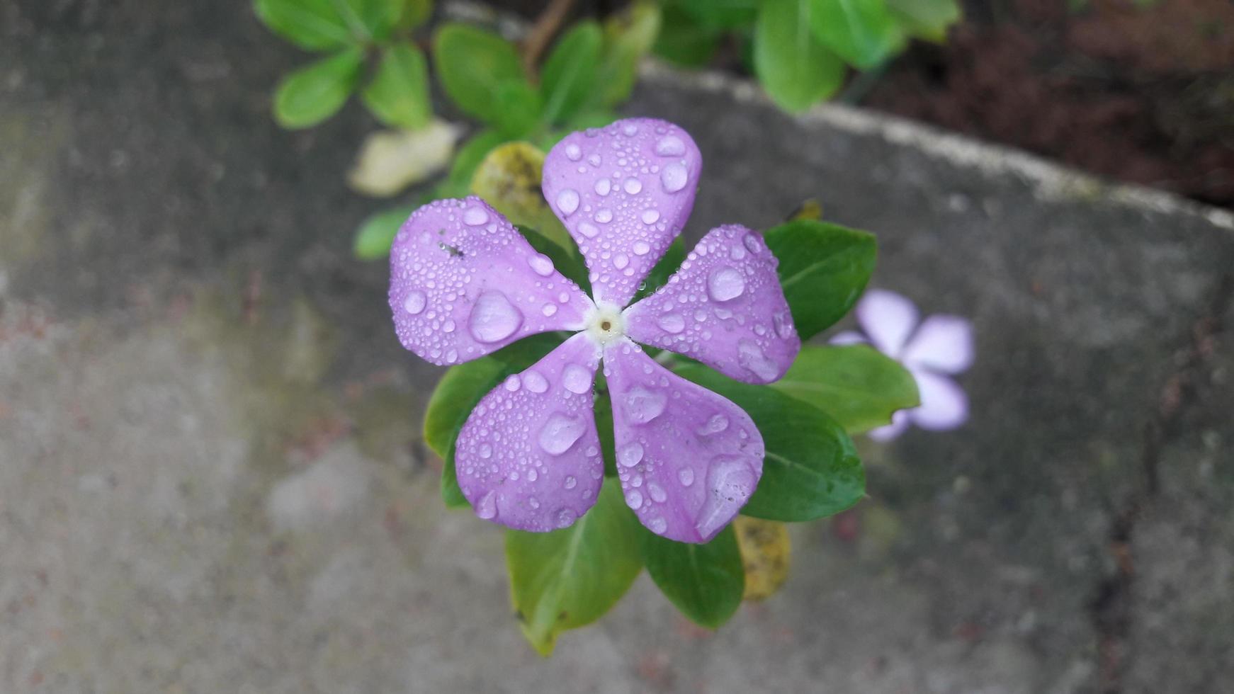 madagascar periwinkle flower on a plant photo