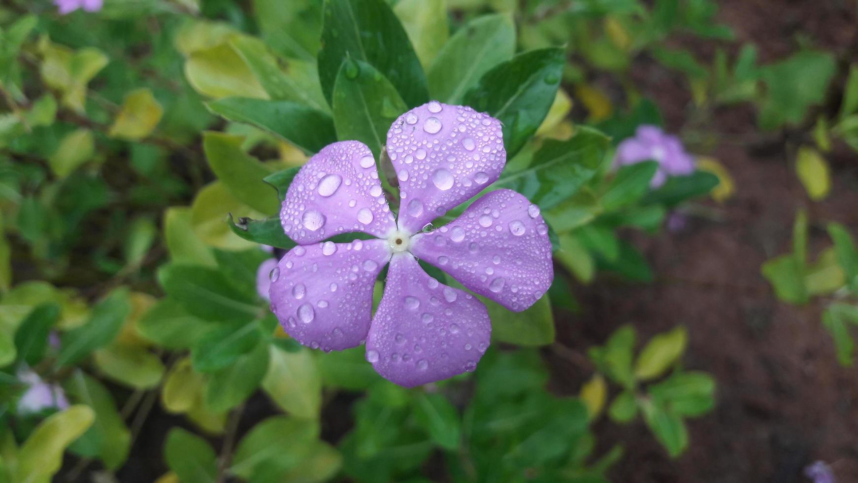 madagascar periwinkle flower on a plant photo
