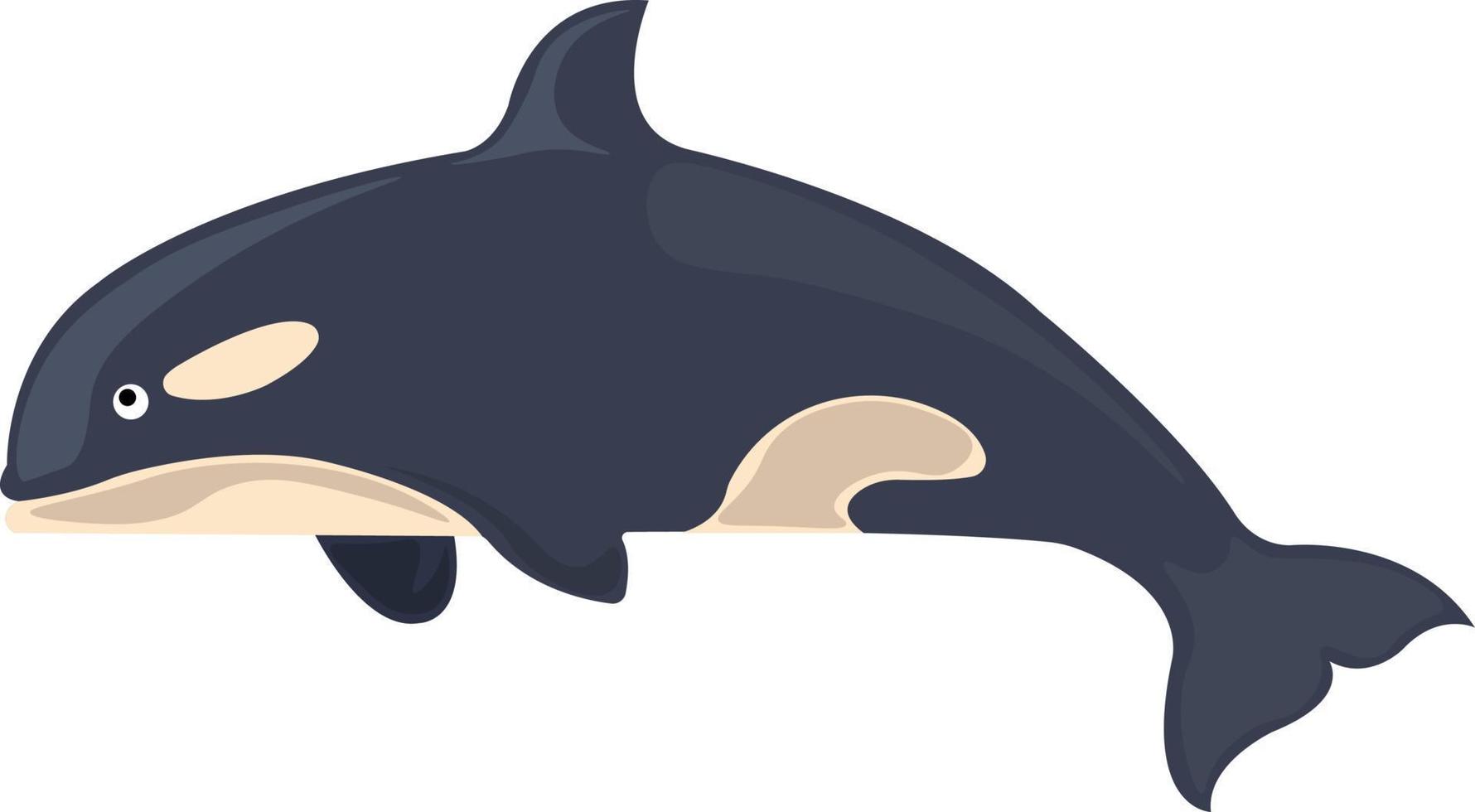 Killer whale, illustration, vector on white background.