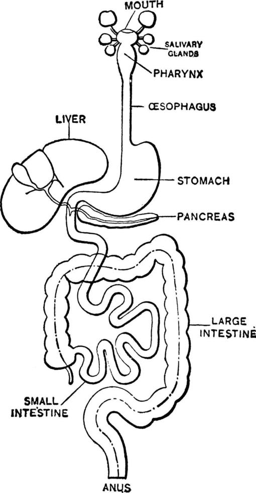 sistema digestivo, ilustración vintage. vector